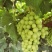 无核白葡萄，皮薄肉厚，脆甜可口，无籽无核颗粒饱满风味独特