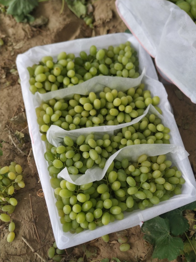 无核白葡萄，皮薄肉厚，脆甜可口，无籽无核颗粒饱满风味独特