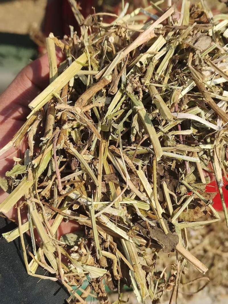 风选花生秧草段、无土无膜量大从优