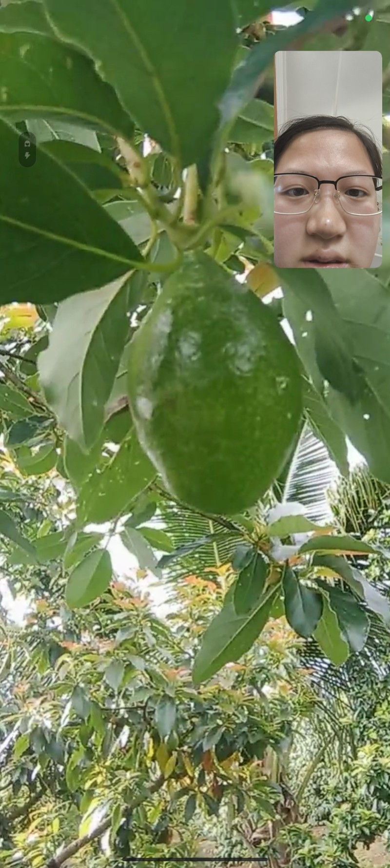 海南产牛油果即食新鲜水果鳄梨一级熟果树上熟宝宝辅食坏包赔