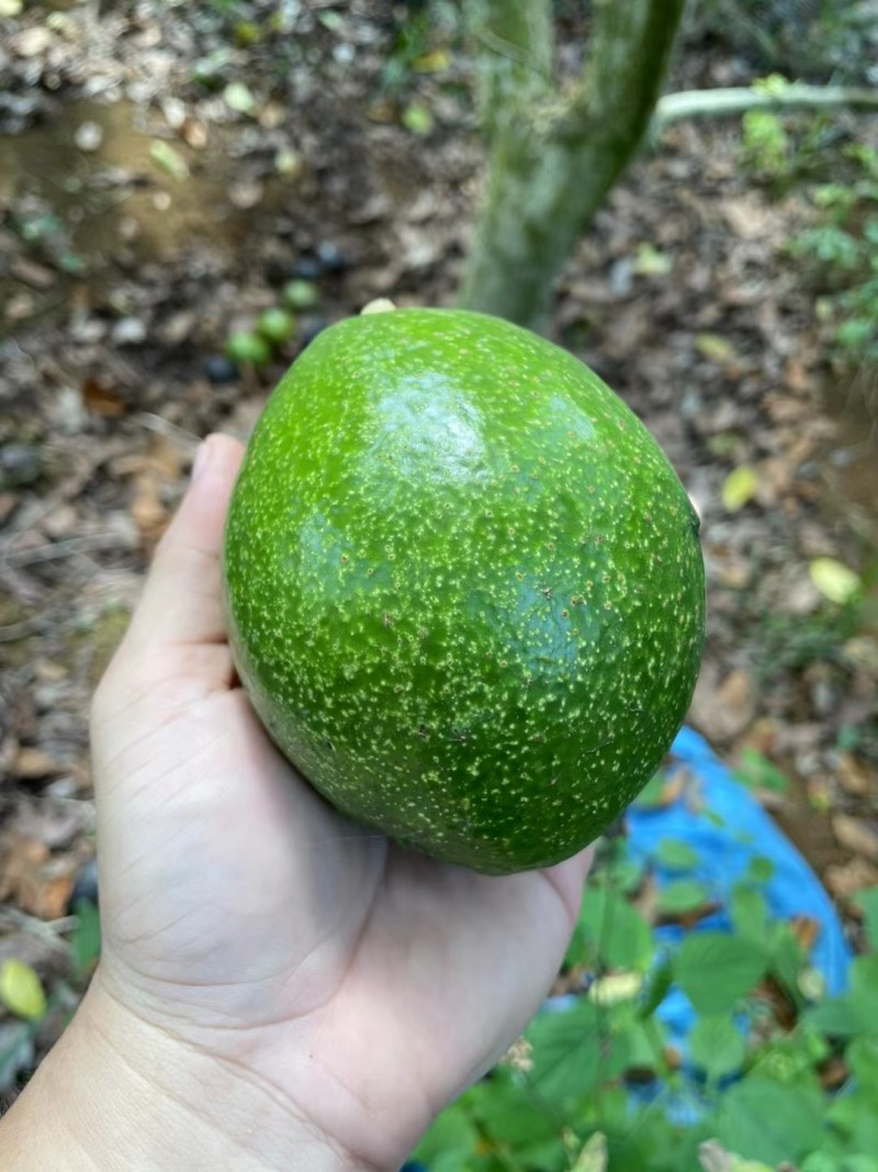 海南产牛油果即食新鲜水果鳄梨一级熟果树上熟宝宝辅食坏包赔