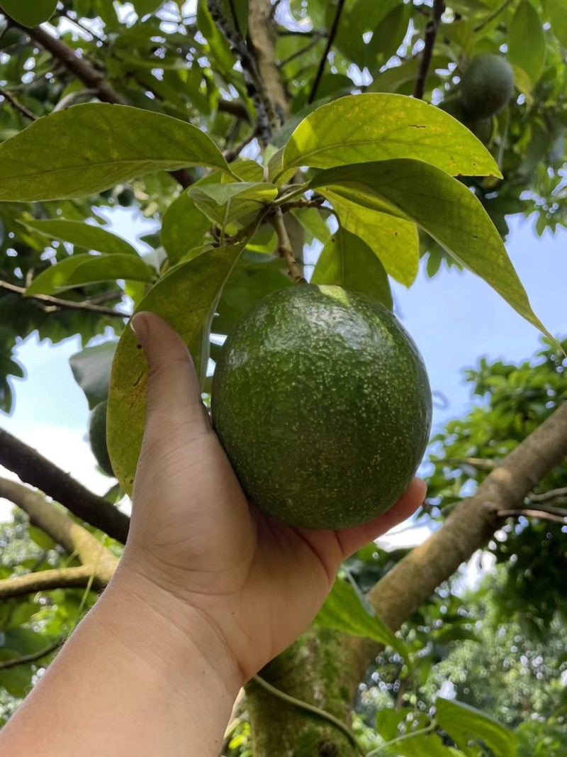 海南产牛油果即食新鲜水果鳄梨一级熟果树上熟宝宝辅食坏包赔