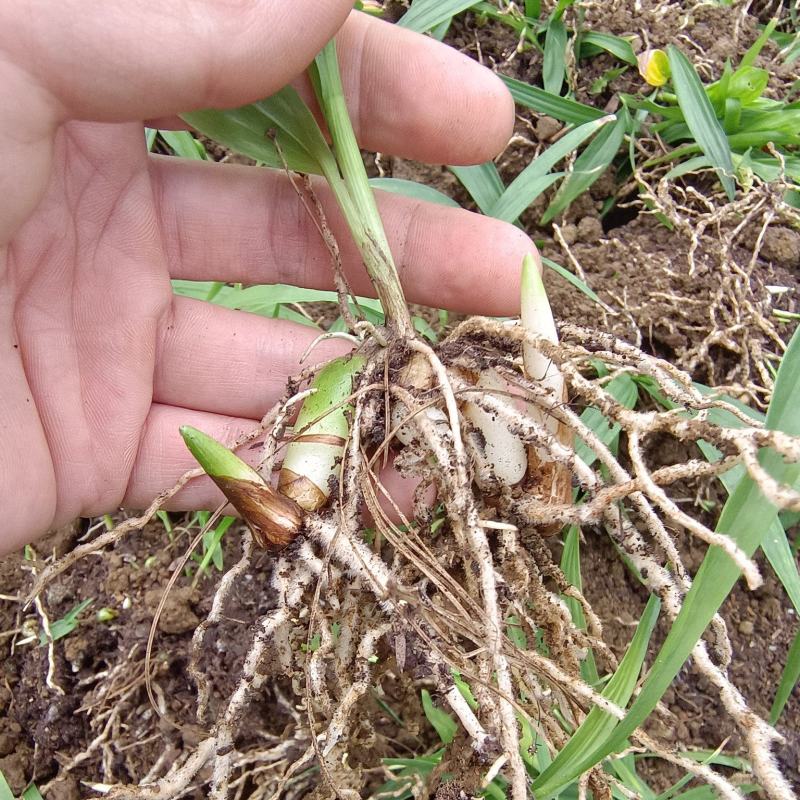 紫花三叉大白芨种苗有检疫证欢迎实地考成活率高