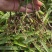 紫花三叉大白芨种苗有检疫证欢迎实地考成活率高