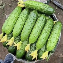 云南红河黄瓜新鲜旱黄瓜货源充足全国代发对接各大批发商