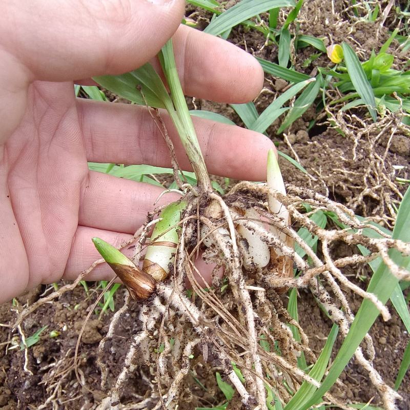 紫花三叉白芨种苗量大优慧品种齐全一手货源欢迎实地