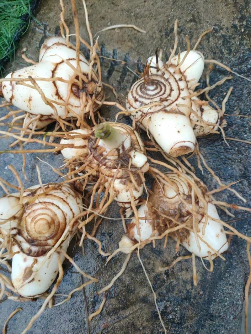紫花三叉白芨种苗量大优慧品种齐全一手货源欢迎实地