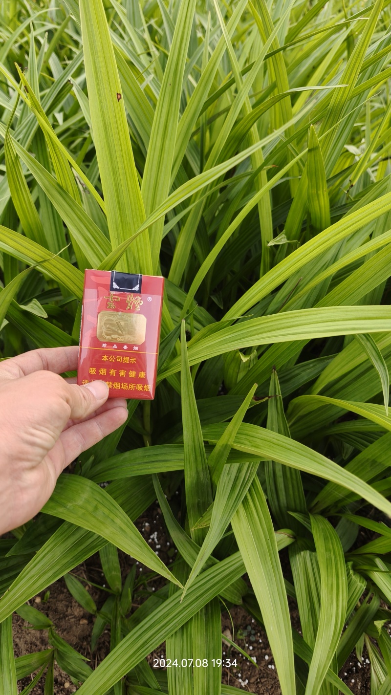 紫花三叉白芨种苗量大优慧品种齐全一手货源欢迎实地
