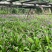 紫花三叉白芨种苗量大优慧品种齐全一手货源欢迎实地