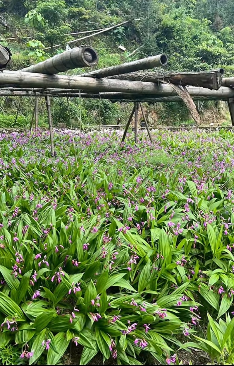 紫花三叉白芨种苗量大优慧品种齐全一手货源欢迎实地