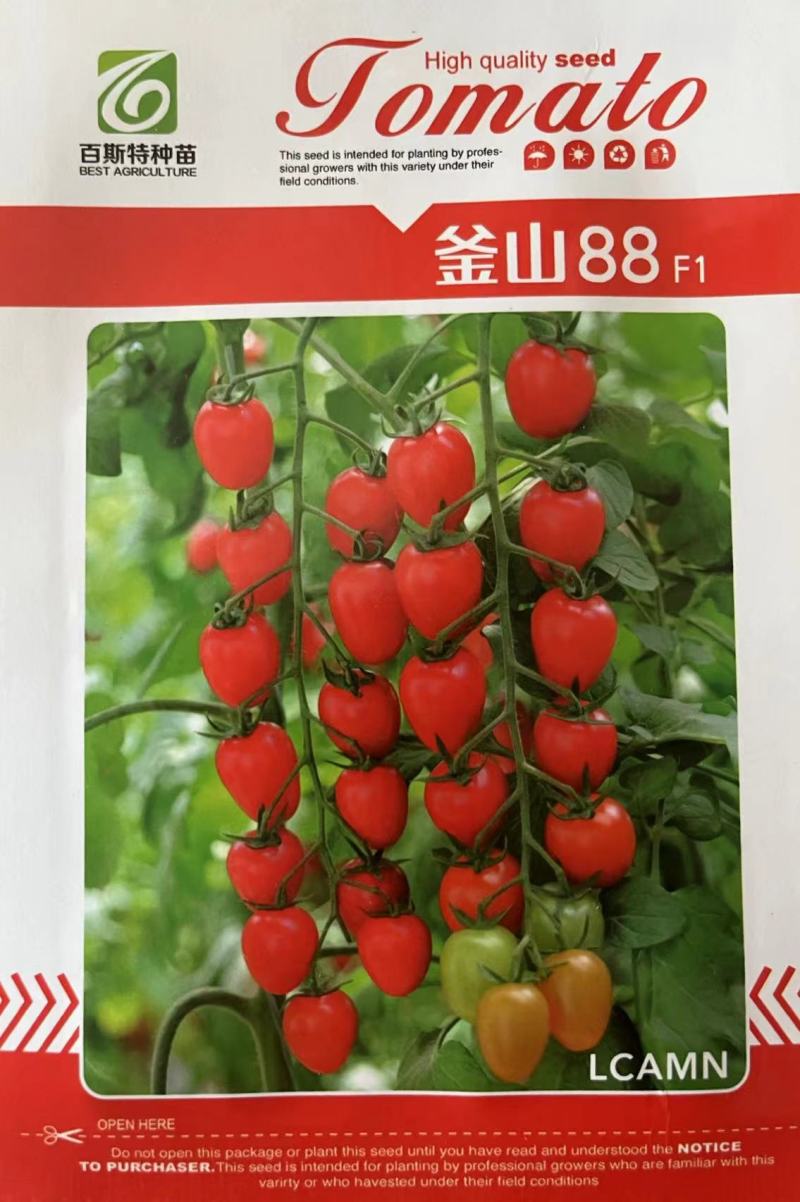 釜山88种子圣女果种子