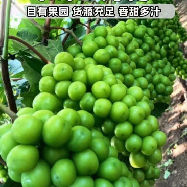 山东省平邑县地方镇下坡村，阳光玫瑰大量上市，三四元联系