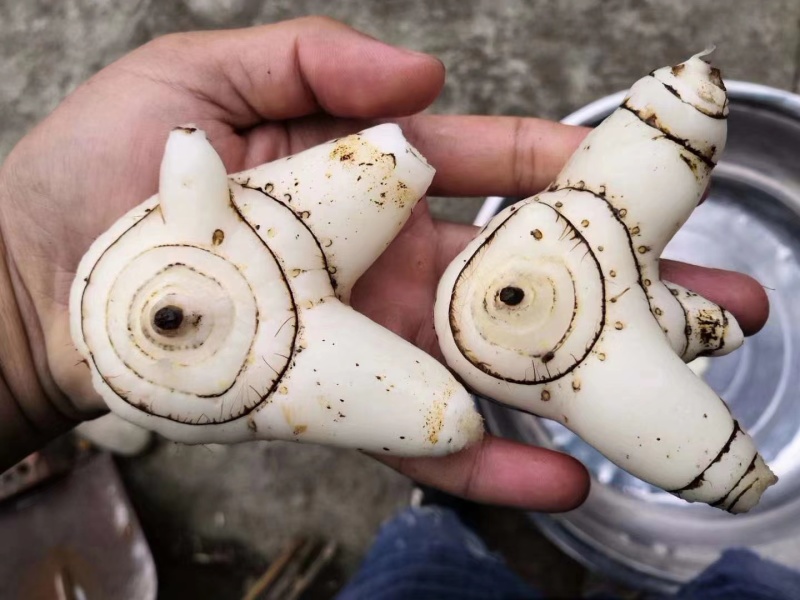 紫花三叉白芨量大优惠基地一手货源欢迎实地考察