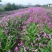紫花三叉白芨量大优惠基地一手货源欢迎实地考察
