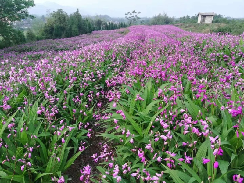 紫花三叉白芨量大优惠基地一手货源欢迎实地考察