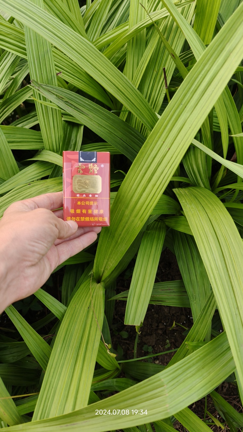 紫花三叉白芨量大优惠基地一手货源欢迎实地考察
