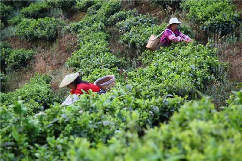 云南茶叶蜜茶一手货源价格有货质量保证欢迎联系