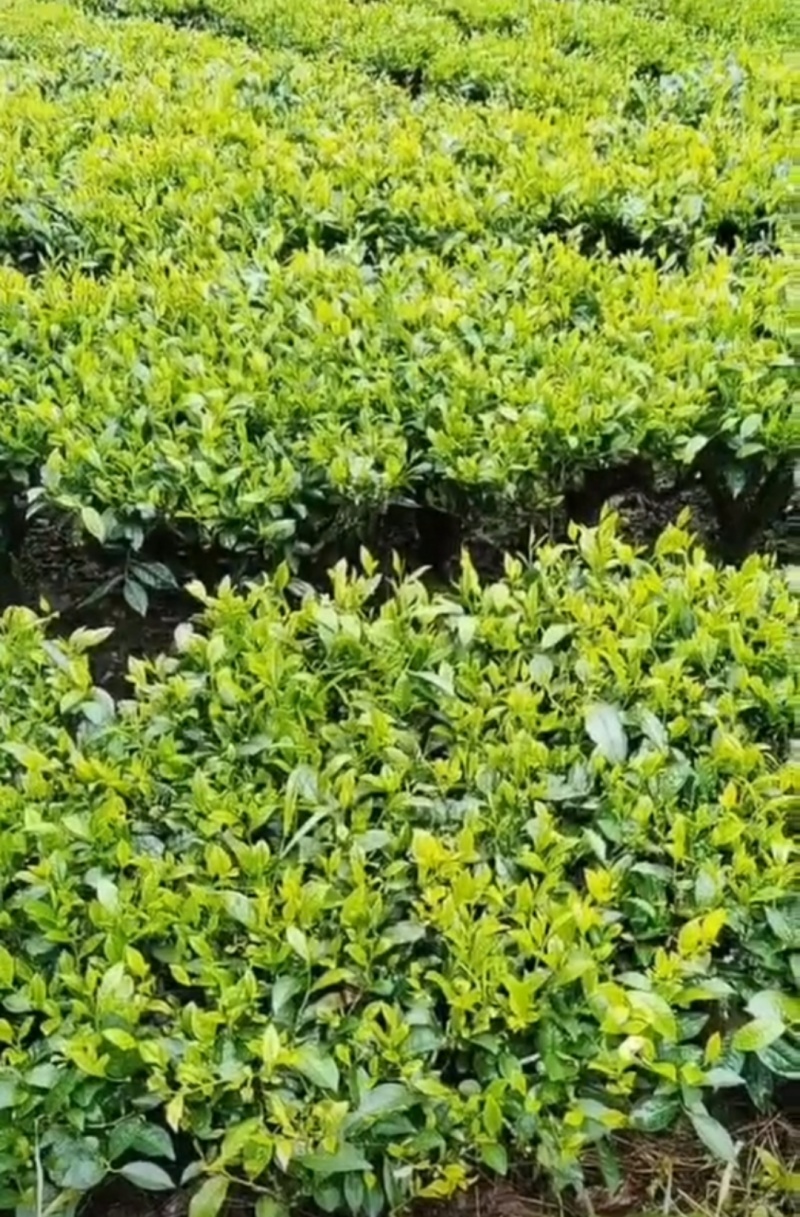 云南茶叶蜜茶一手货源价格有货质量保证欢迎联系