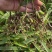 紫花三叉白芨品种齐全一手货源量大优惠欢迎实地考