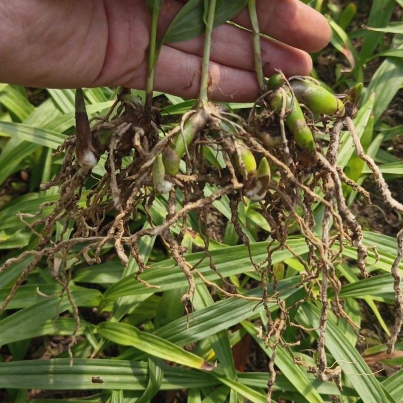 紫花三叉白芨品种齐全一手货源量大优惠欢迎实地考