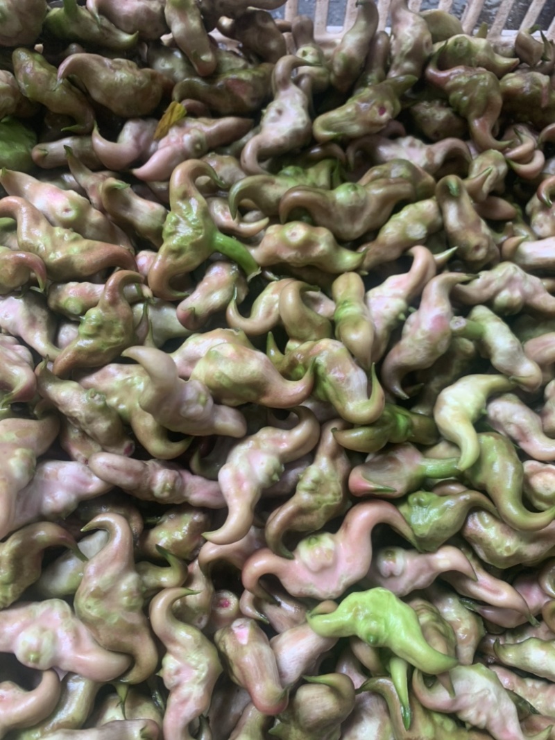 菱角
