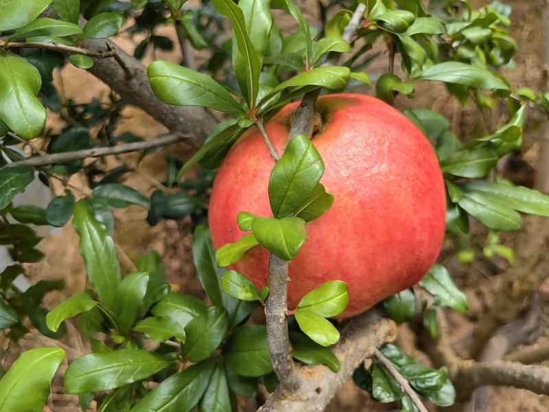 会理石榴