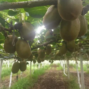 淄博碧玉猕猴桃🥝