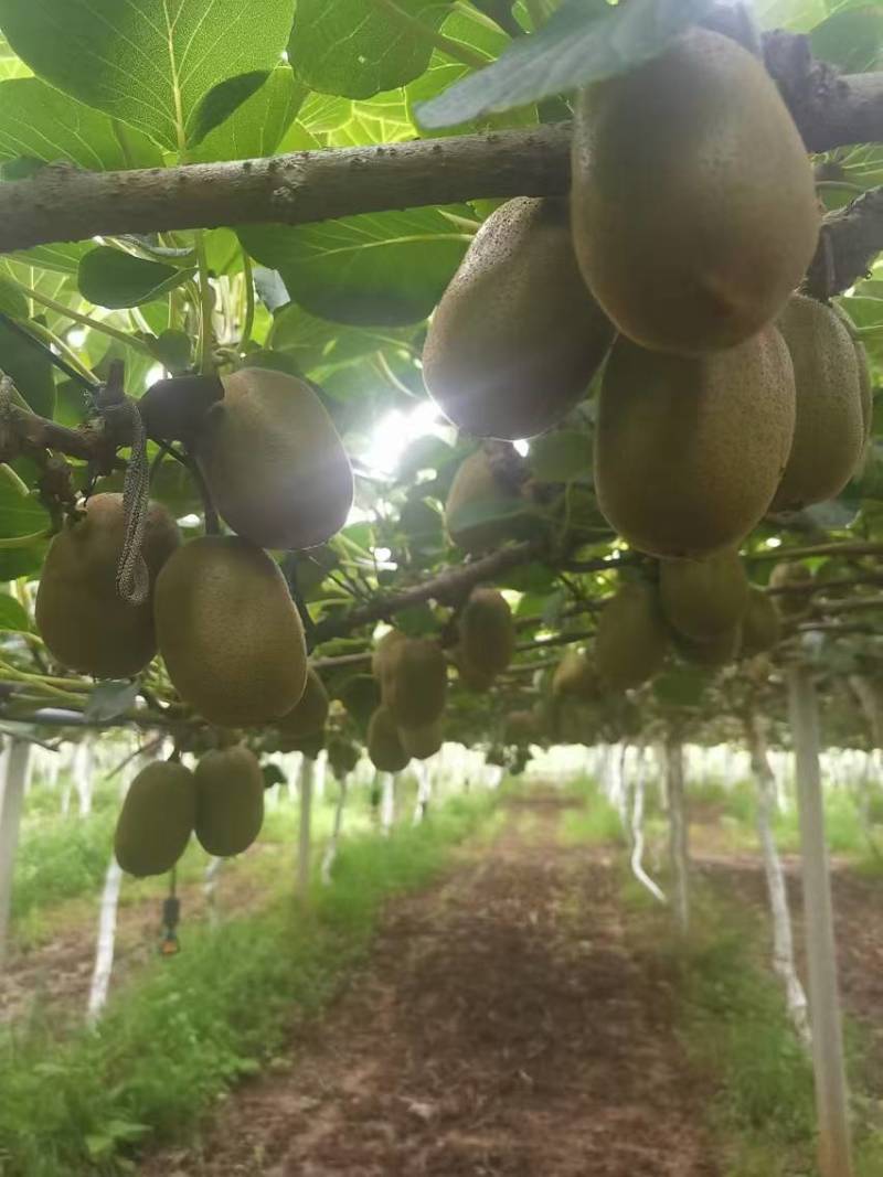 淄博碧玉猕猴桃🥝