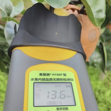 秋月梨90起步