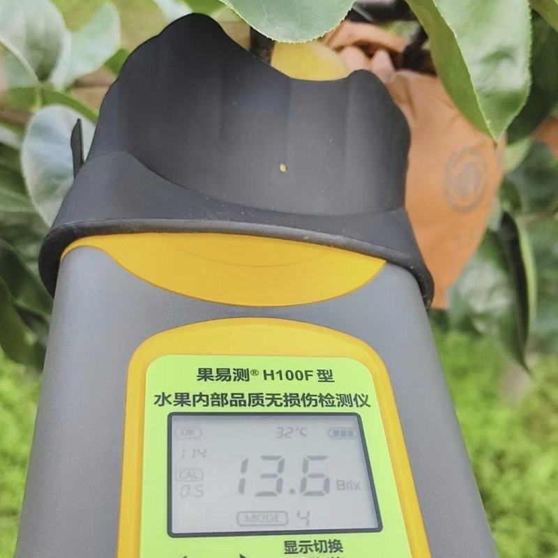秋月梨90起步