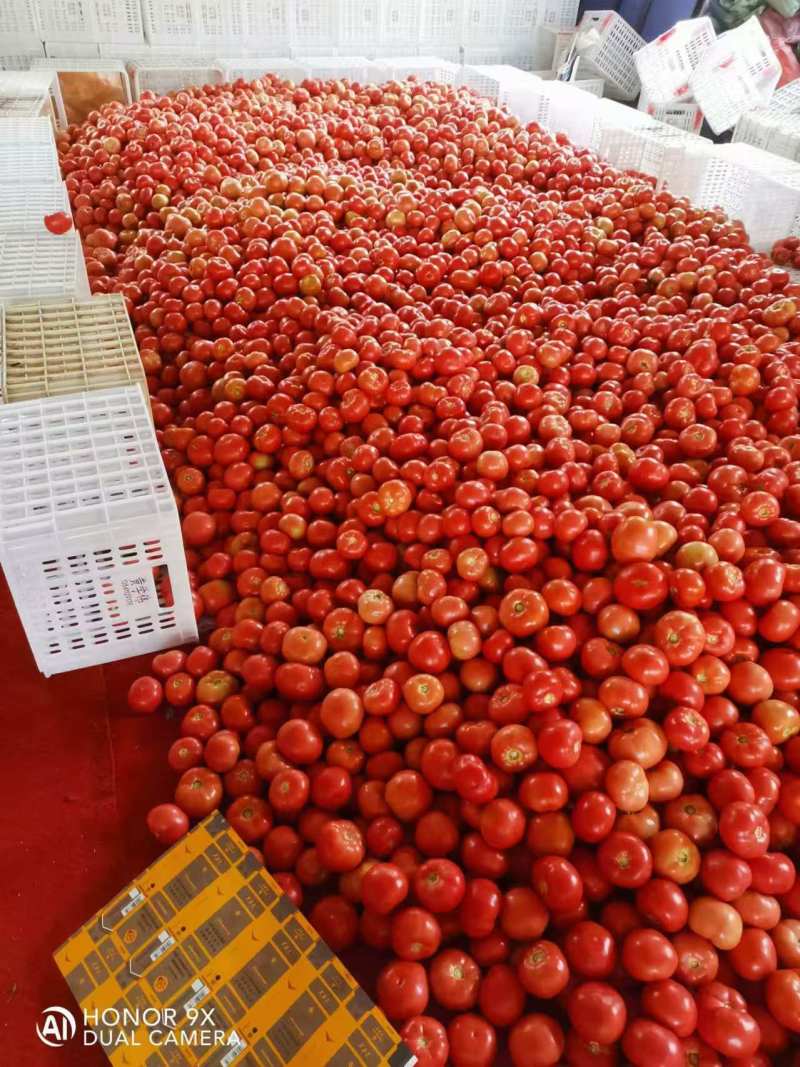 精品西红柿产地直发供超市批发市场等价格公道