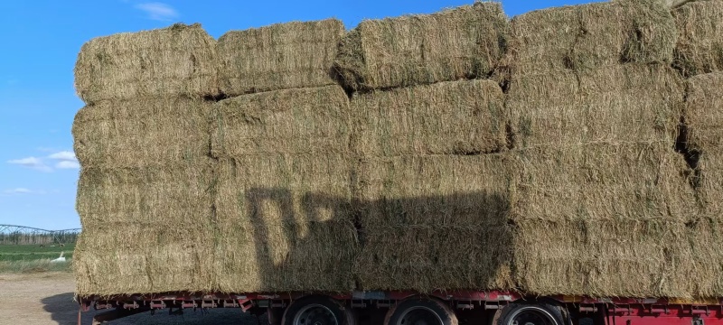 苜蓿草大量现货供应，规格齐全，可视频看货对接全国客商