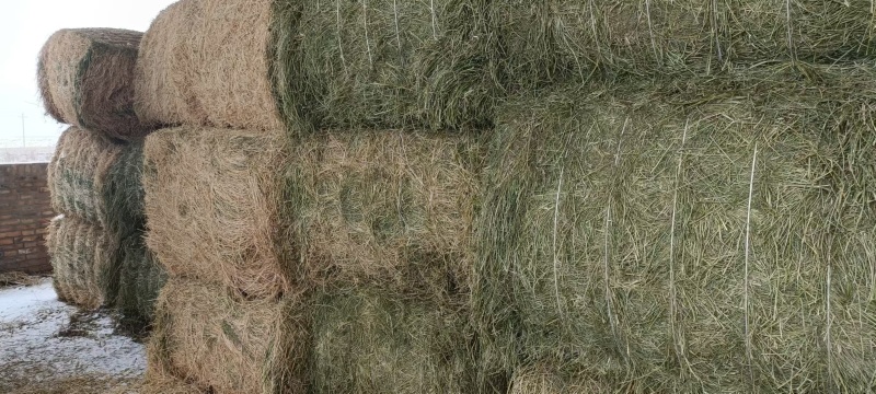 苜蓿草大量现货供应，规格齐全，可视频看货对接全国客商