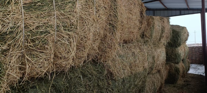 燕麦草（热卖推荐）大量现货供应，欢迎来电洽谈更优惠