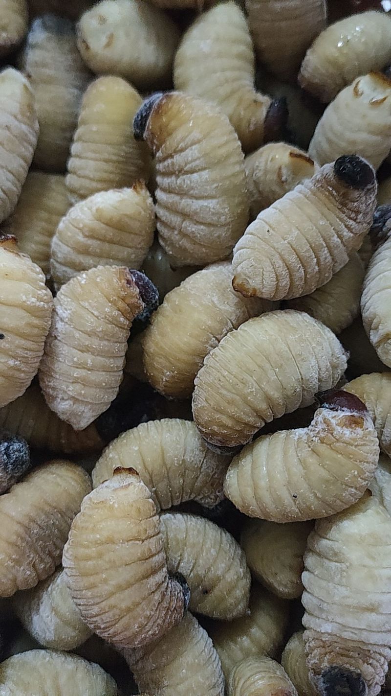 竹笋虫，一手货源，个大饱满，解冻不发黑，长期大量供货。