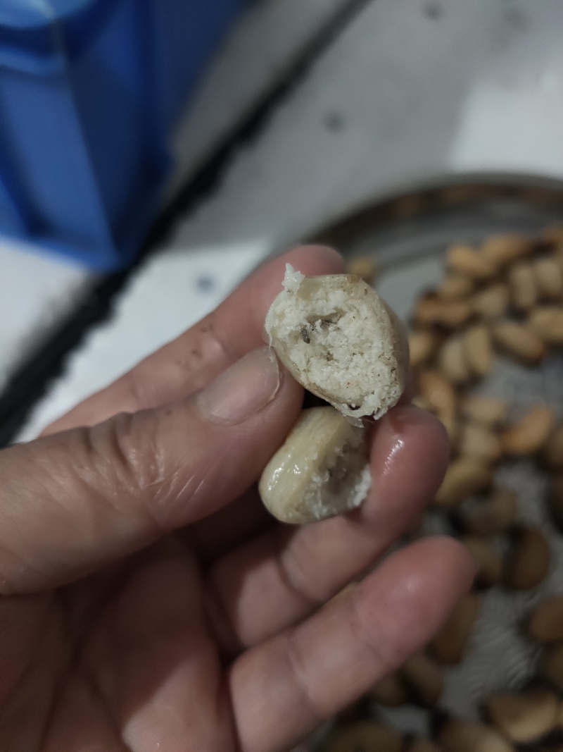 竹笋虫，一手货源，个大饱满，解冻不发黑，长期大量供货。