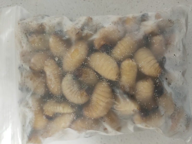 竹笋虫，一手货源，个大饱满，解冻不发黑，长期大量供货。