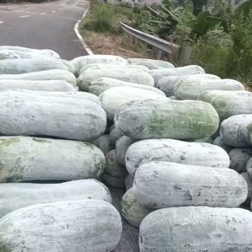 白皮吊冬瓜，质量好！量大！欢迎咨询！量大优惠！