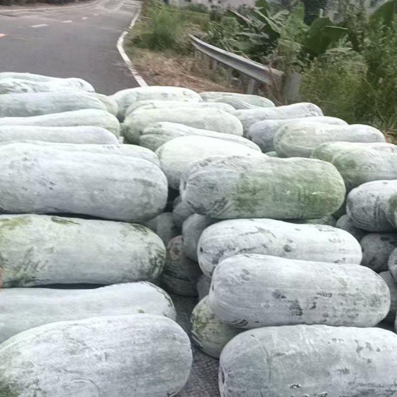 白皮吊冬瓜，质量好！量大！欢迎咨询！量大优惠！