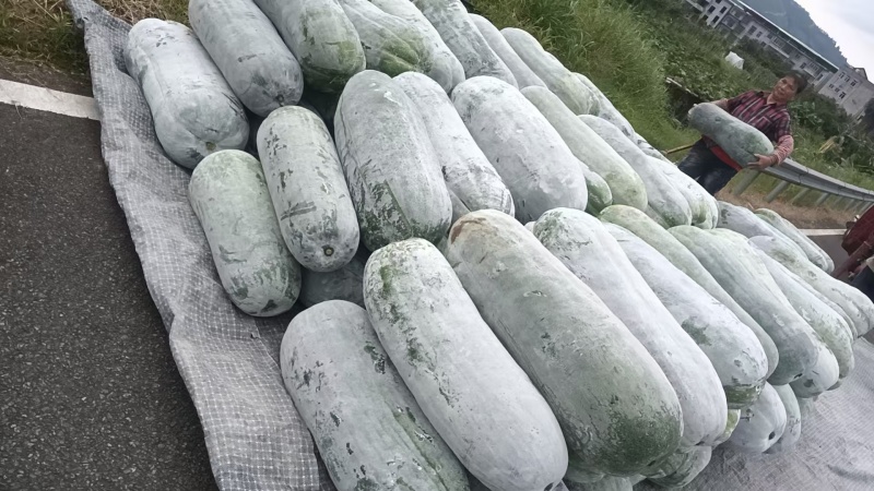 白皮吊冬瓜，质量好！量大！欢迎咨询！量大优惠！