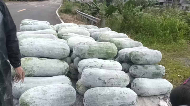 白皮吊冬瓜，质量好！量大！欢迎咨询！量大优惠！