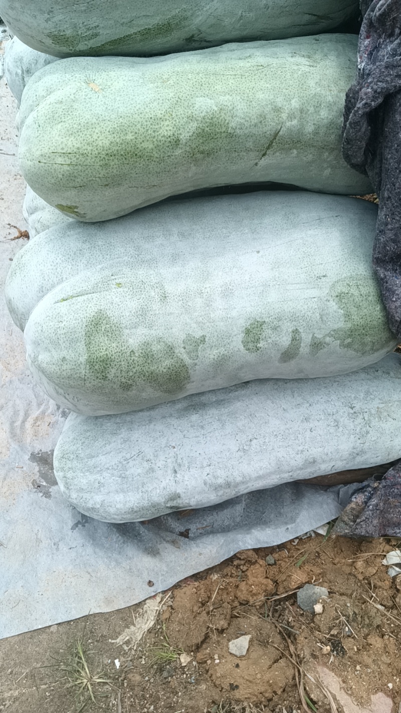 白皮吊冬瓜，质量好！量大！欢迎咨询！量大优惠！
