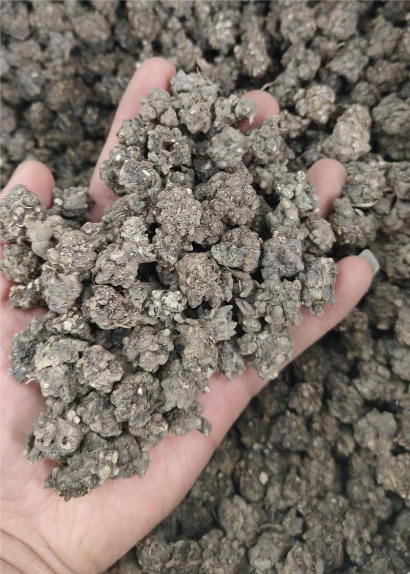 猫爪草厂家直销猫抓草中药猫爪草新鲜水洗猫爪草中药材非三散