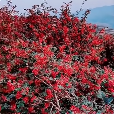 大红袍，油花椒