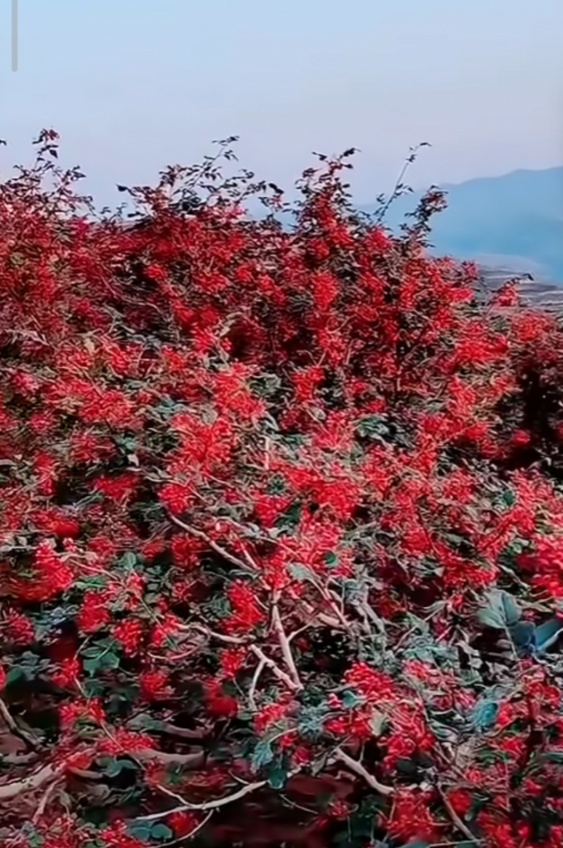 大红袍，油花椒