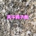 风干鸽子粪无盐无碱瓜果蔬菜通用茂丰肥业