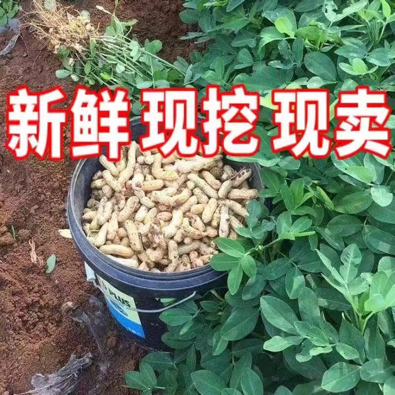 湿花生/白沙花生/鲜花生/宿迁花生/自家种植/整车发货