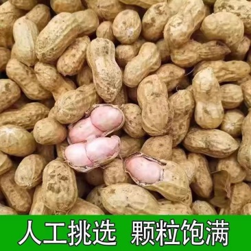 【推荐】/白沙花生/鲜花生/江苏花生/自家种植/整车发货