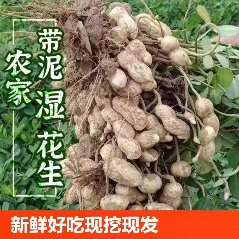 【推荐】/白沙花生/鲜花生/江苏花生/自家种植/整车发货