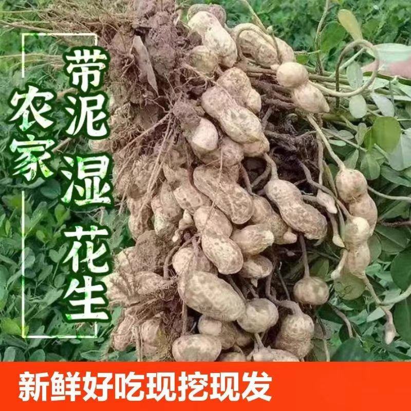 湿花生/白沙花生/鲜花生/宿迁花生/自家种植/整车发货
